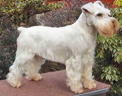 Miniature Schnauzer